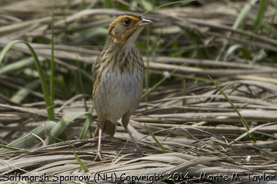 Saltmarsh Sparrow -spring- (New Hampshire)