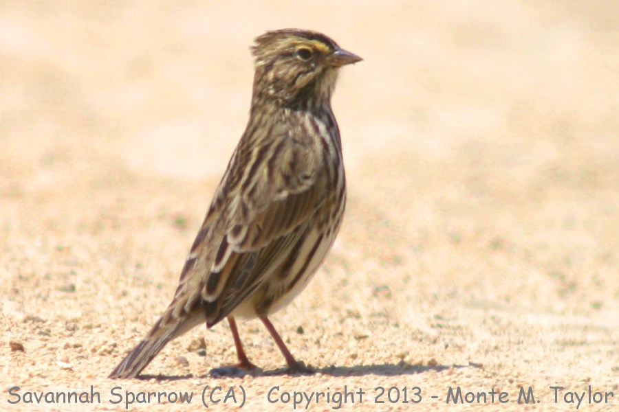 Savannah Sparrow -winter belding's race- (California)