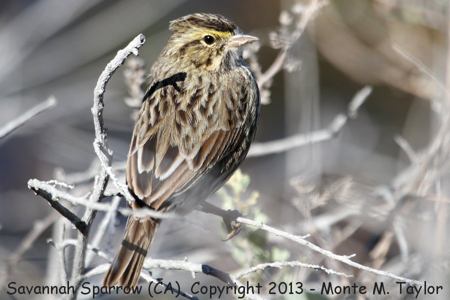 Savannah Sparrow -fall- (California)