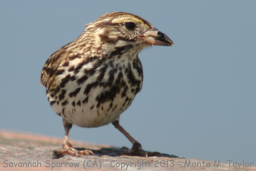Savannah Sparrow -winter large-billed race- (California)