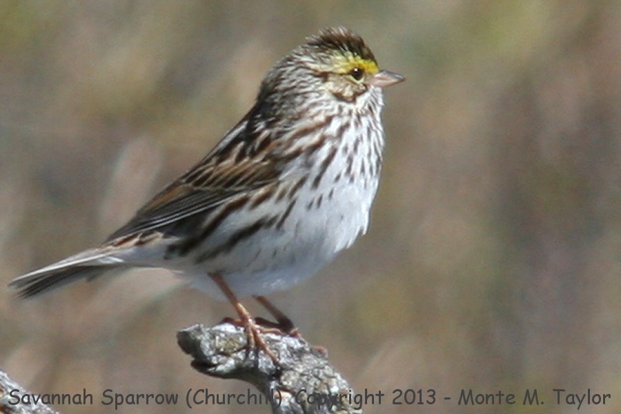 Savannah Sparrow -summer- (Churchill, Manitoba, Canada)