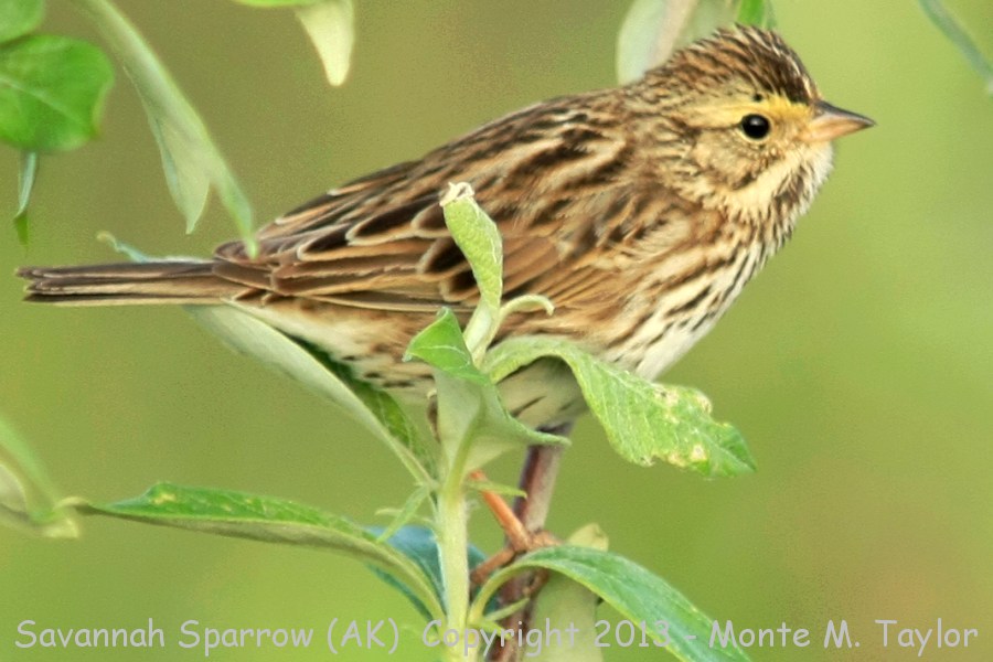 Savannah Sparrow -summer- (Nome, Alaska)