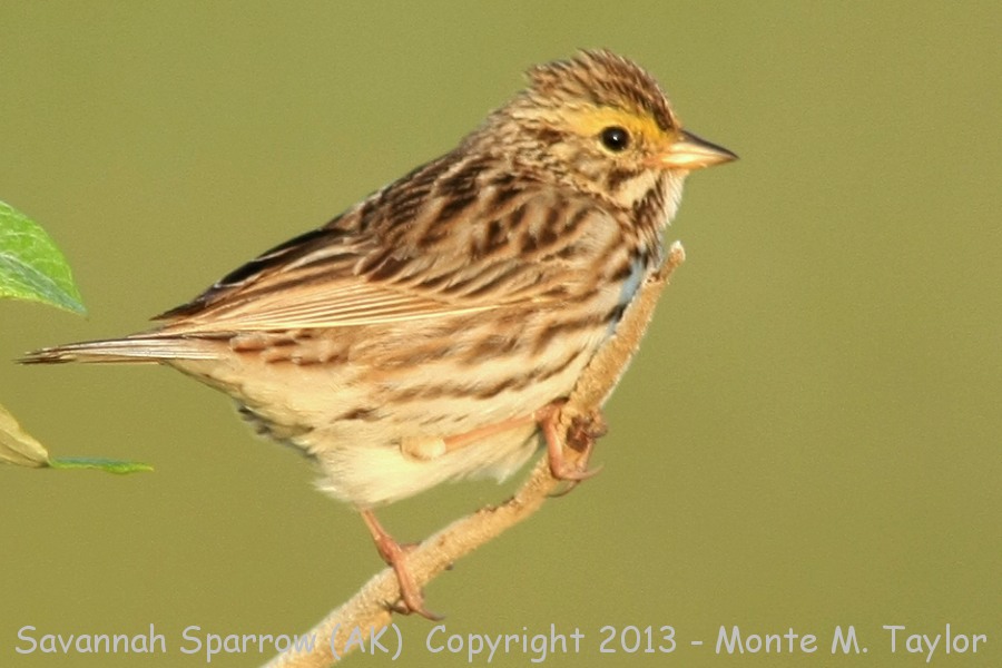 Savannah Sparrow -summmer- (Nome, Alaska)
