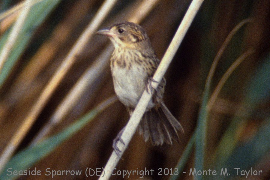Seaside Sparrow -summer- (Delaware)