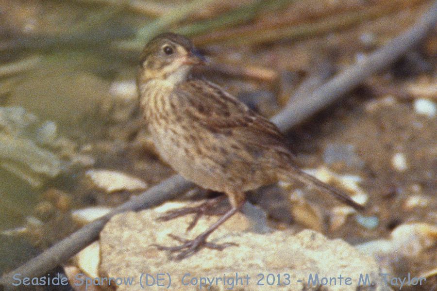 Seaside Sparrow -summer- (Delaware)