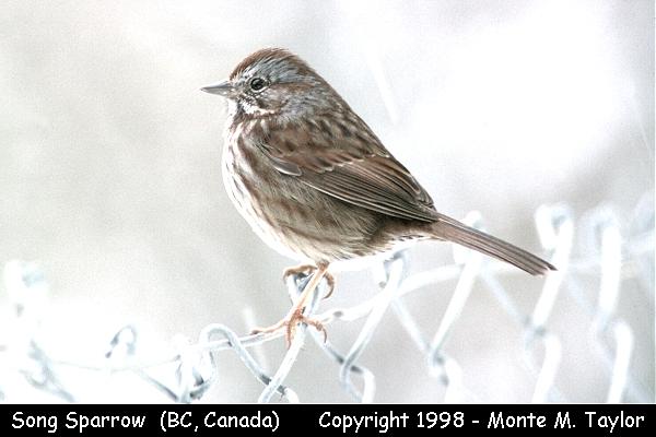 Song Sparrow -winter- (British Columbia, Canada)