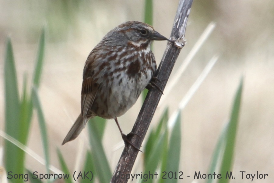 Song Sparrow -spring- (Adak Island, Aleutians, Alaska)