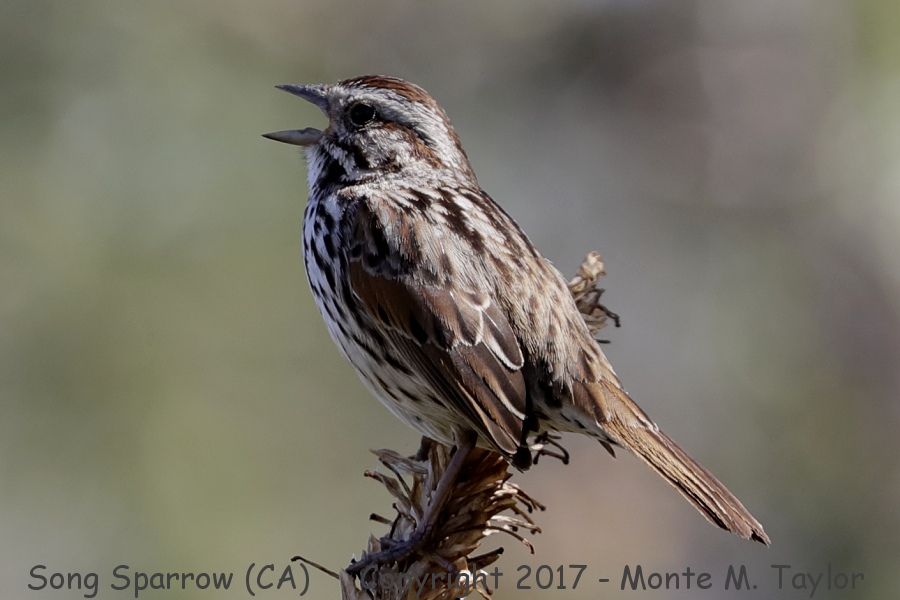 Song Sparrow -spring- (California)