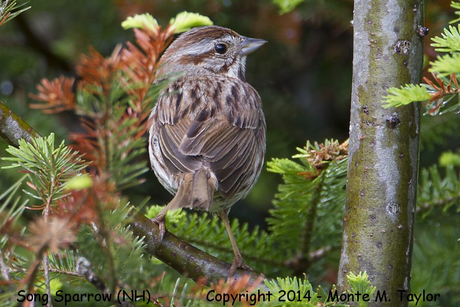 Song Sparrow -spring- (New Hampshire)
