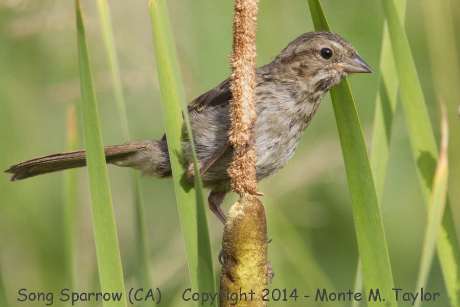 Song Sparrow -summer juvenal- (California)