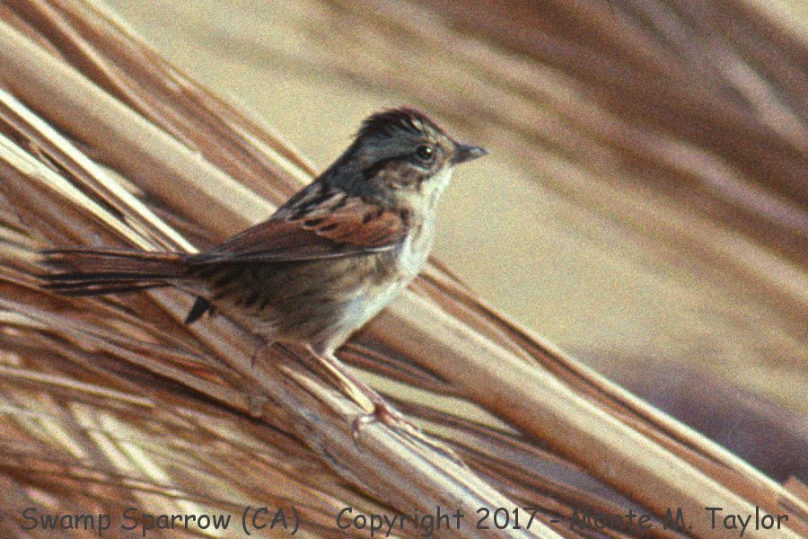 Swamp Sparrow -fall- (California)
