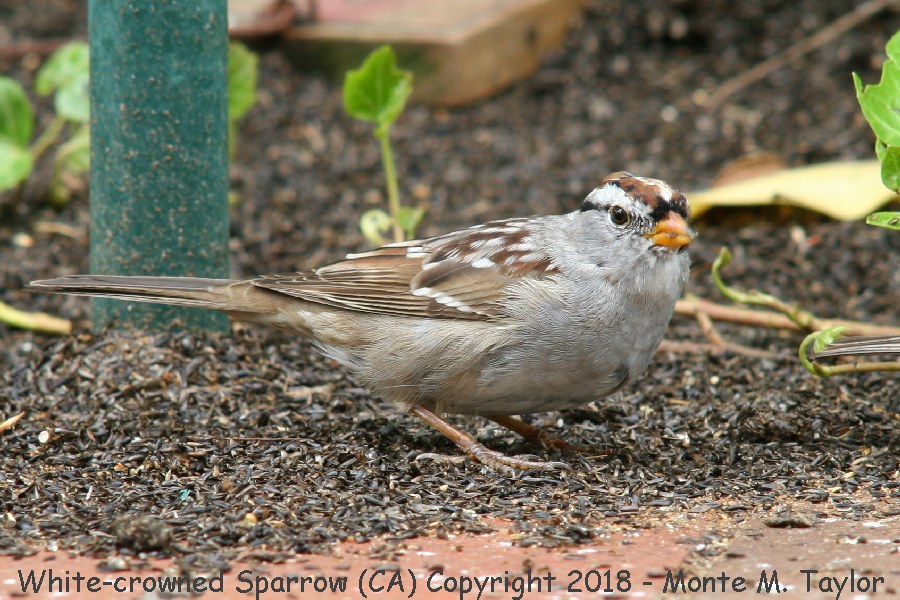 White-crowned Sparrow -spring- (California)