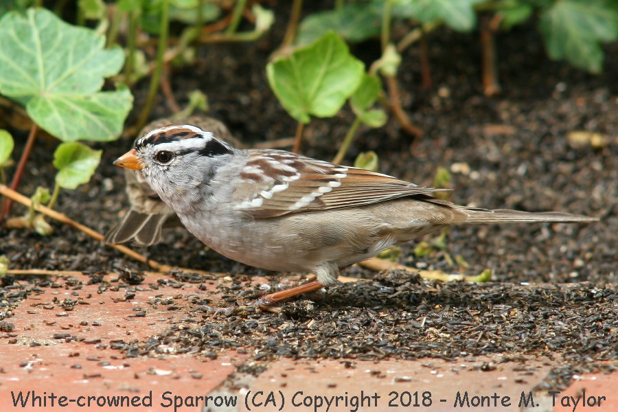 White-crowned Sparrow -spring- (California)