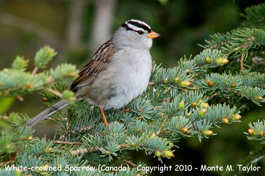 White-crowned Sparrow -summer- (Churchill, Manitoba, Canada)