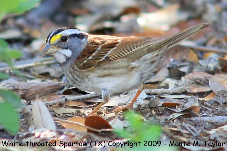 White-throated Sparrow -spring- (Texas)