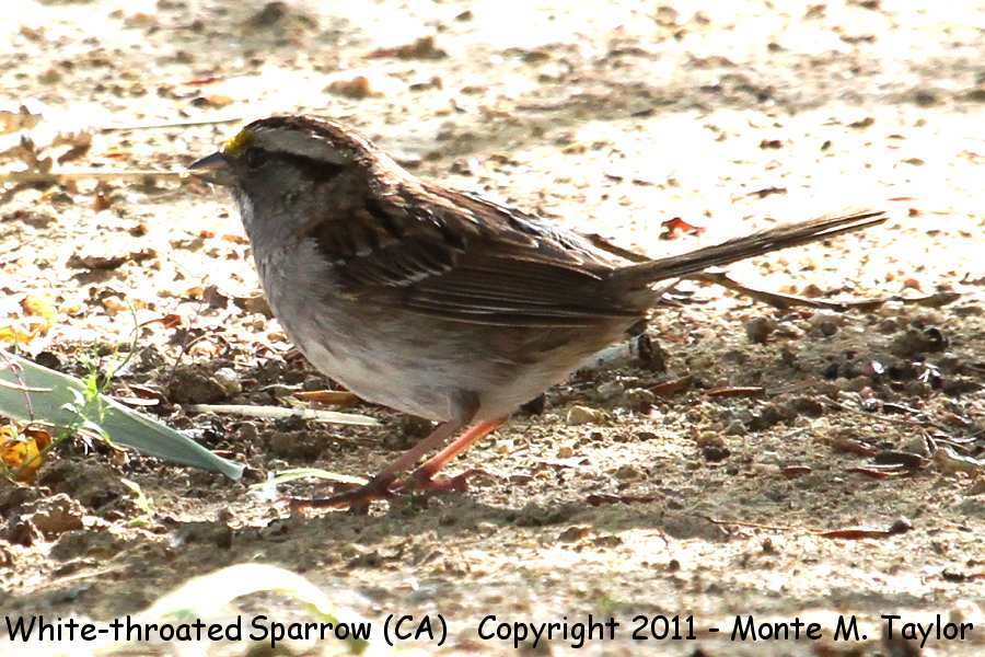 White-throated Sparrow -spring white-lored- (Galileo Hill, California)