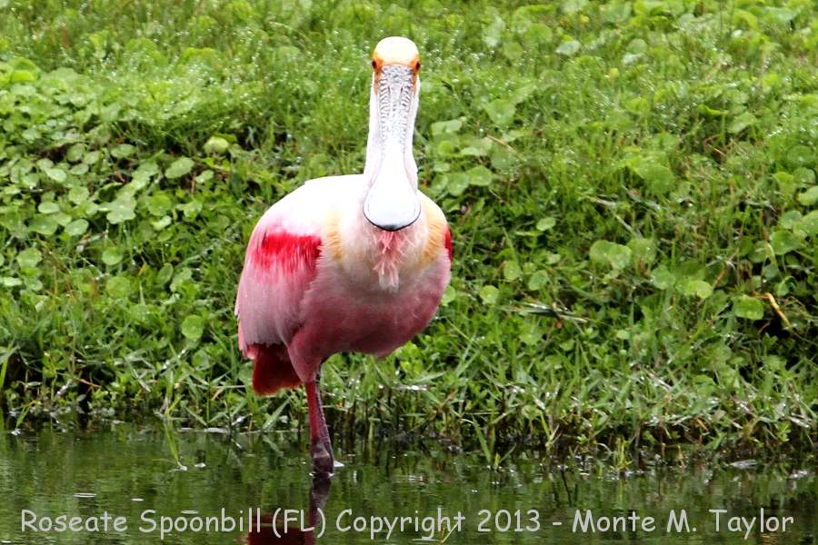 Roseate Spoonbill -winter- (Florida)