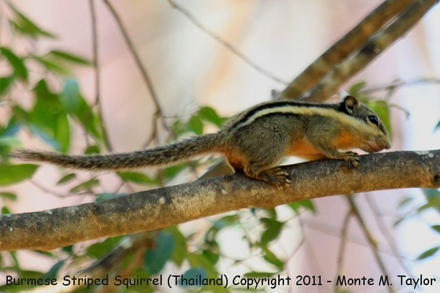 Burmese Striped Squirrel -winter- (Kaeng Krachan National Park, Petchaburi, Thailand)