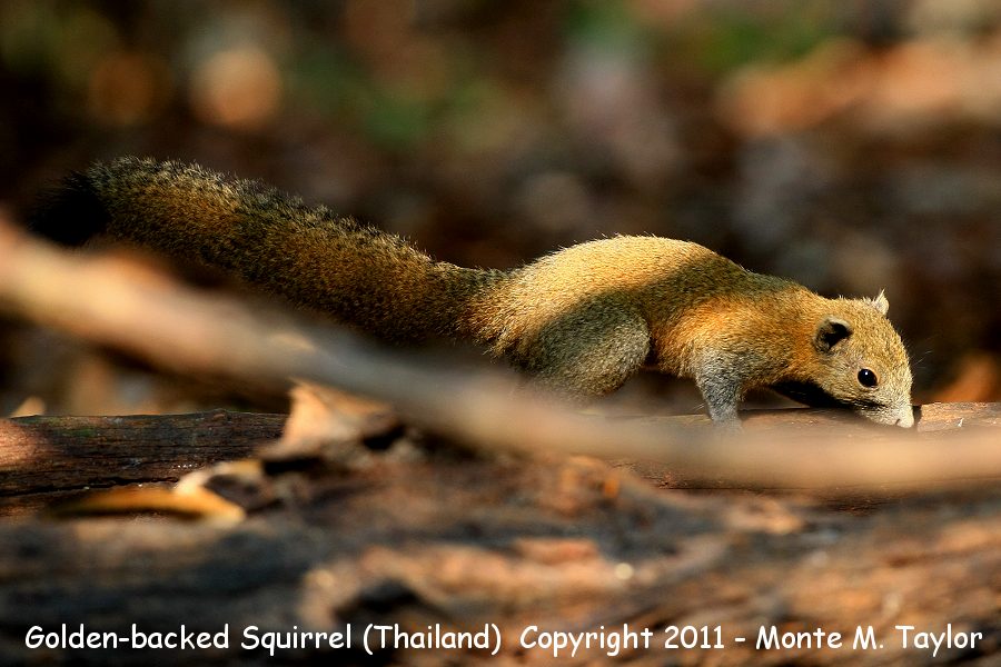 Golden-backed Squirrel -winter- (Kaeng Krachan National Park, Petchaburi, Thailand)