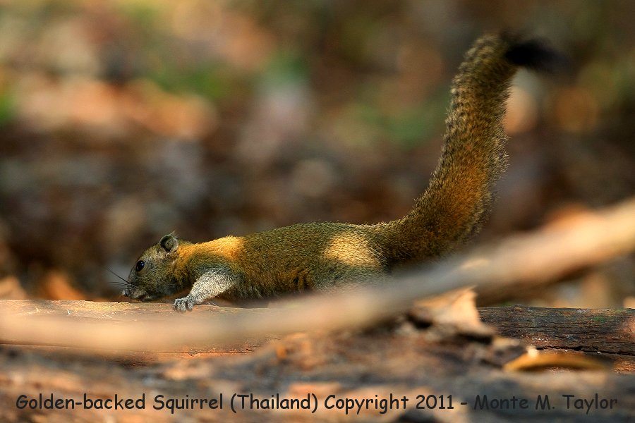 Golden-backed Squirrel -winter- (Kaeng Krachan National Park, Petchaburi, Thailand)