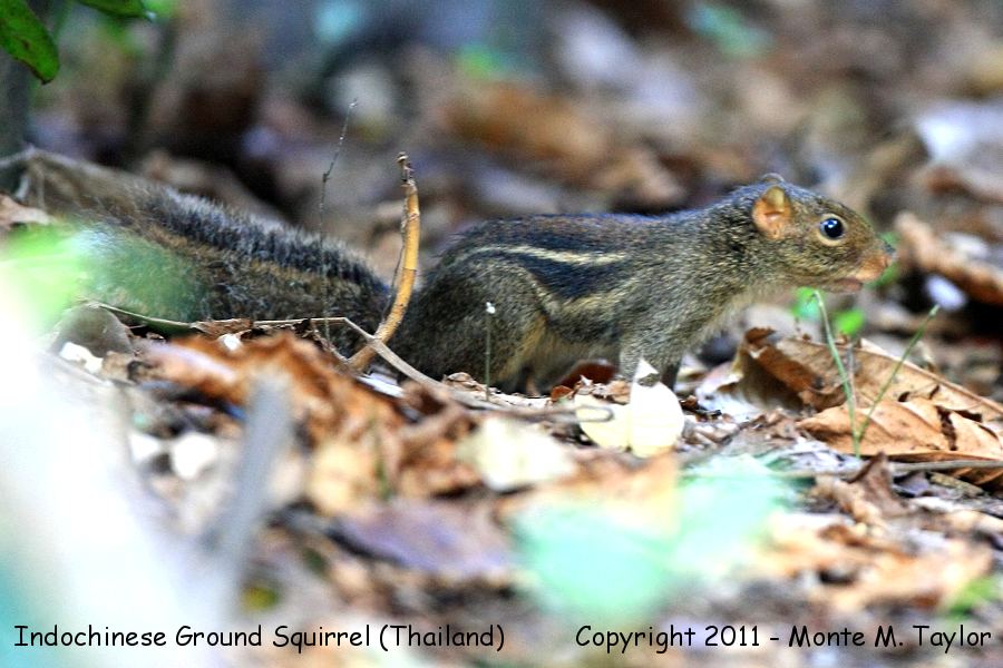 Indochinese Ground Squirrel -winter- (Kaeng Krachan National Park, Petchaburi, Thailand)