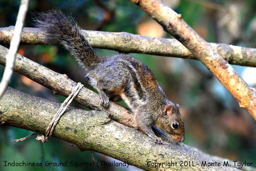 Indochinese Ground Squirrel -winter- (Kaeng Krachan National Park, Petchaburi, Thailand)