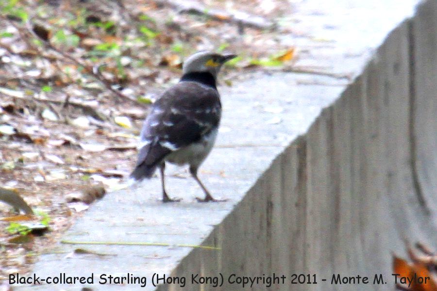 Black-collared Starling -winter- (Hong Kong, China)