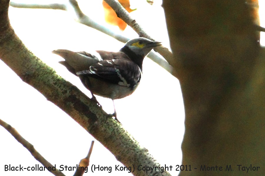 Black-collared Starling -winter- (Hong Kong, China)