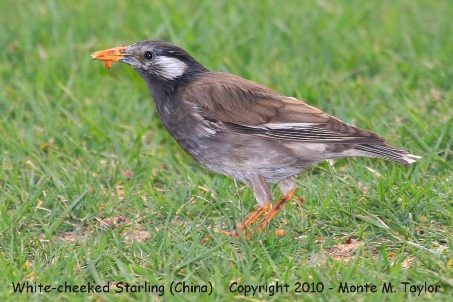 White-cheeked Starling -spring- (Tianjin, China)