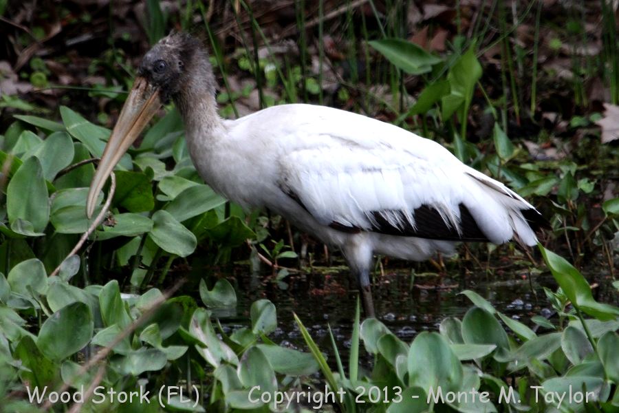 Wood Stork -winter juvenile- (Florida)