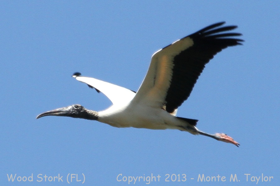 Wood Stork -spring- (Florida)