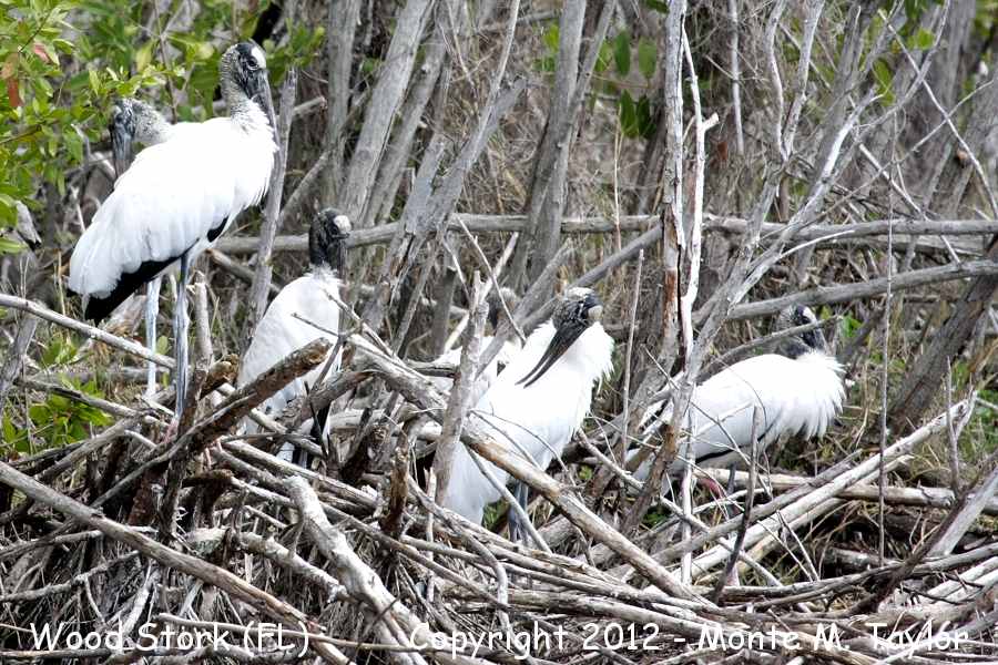 Wood Stork -winter- (Everglades NP, Florida)