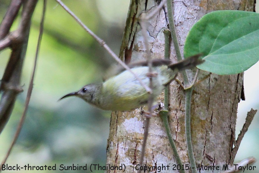 Black-throated Sunbird -winter female- (Kaeng Krachan National Park, Petchaburi, Thailand)