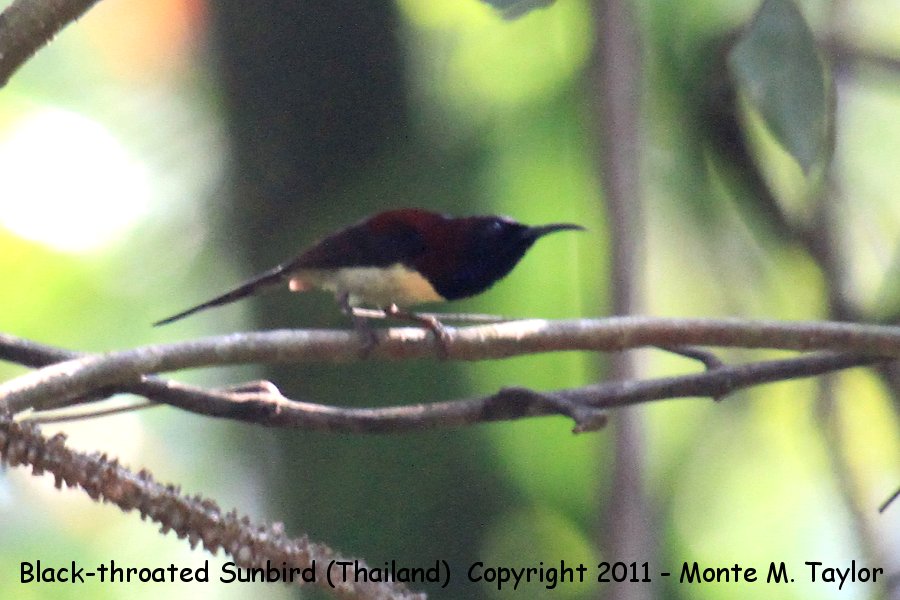 Black-throated Sunbird -winter male- (Kaeng Krachan National Park, Petchaburi, Thailand)