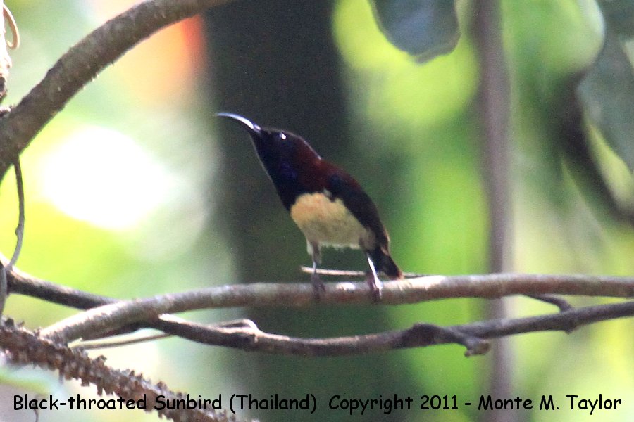 Black-throated Sunbird -winter male- (Kaeng Krachan National Park, Petchaburi, Thailand)