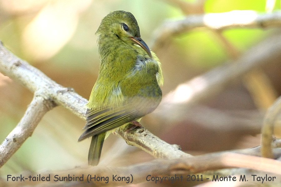 Fork-tailed Sunbird -winter female- (Hong Kong)