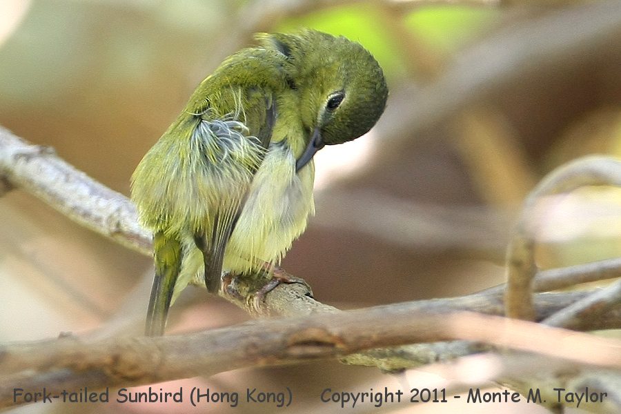 Fork-tailed Sunbird -winter female- (Hong Kong)