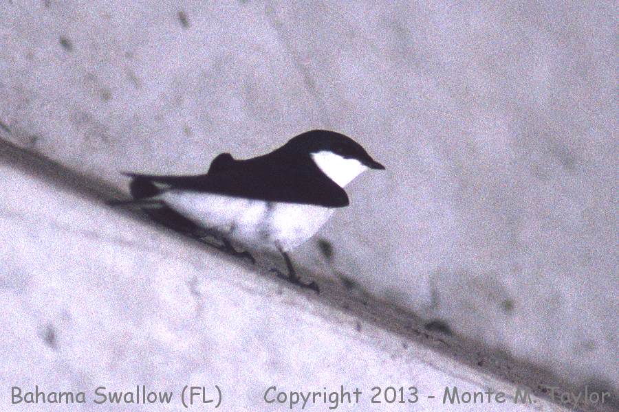 Bahama Swallow -April 20th, 1992- (Cutler Ridge, Florida) - prior to it being hit by a car!