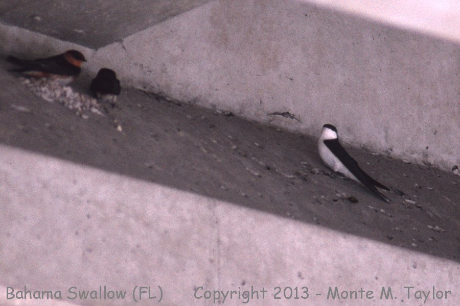 Bahama Swallow -spring- (Florida) - prior to it being hit by a car!