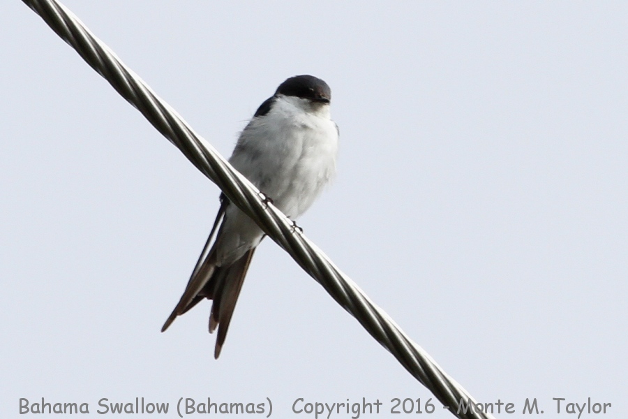 Bahama Swallow -summer- (Little Abaco, Bahamas)