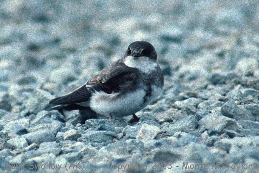 Bank Swallow -spring- (Alaska)