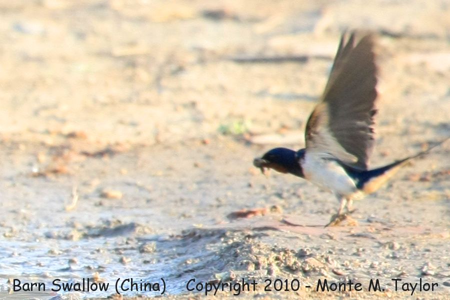 Barn Swallow -spring- (Tianjin, China)