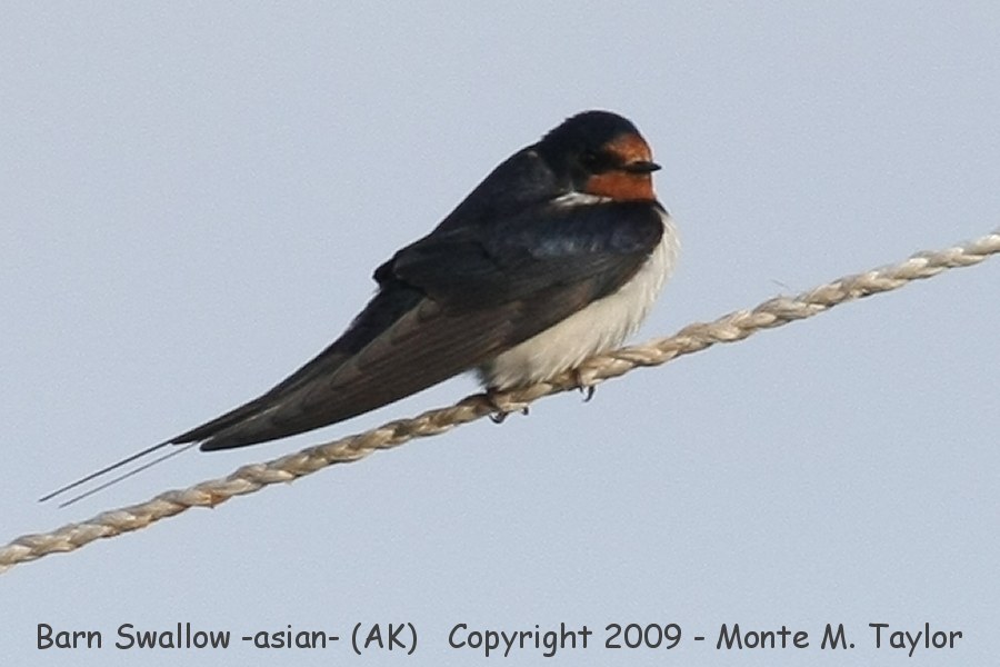 Barn Swallow -Sep 4th, 2009- (Gambell, St. Lawrence Island, Alaska)