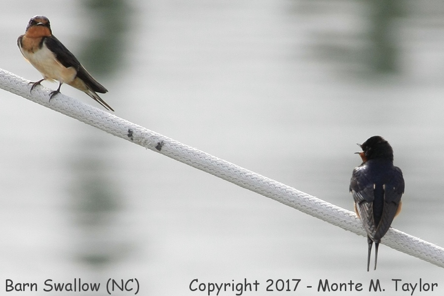 Barn Swallow -spring- (North Carolina)