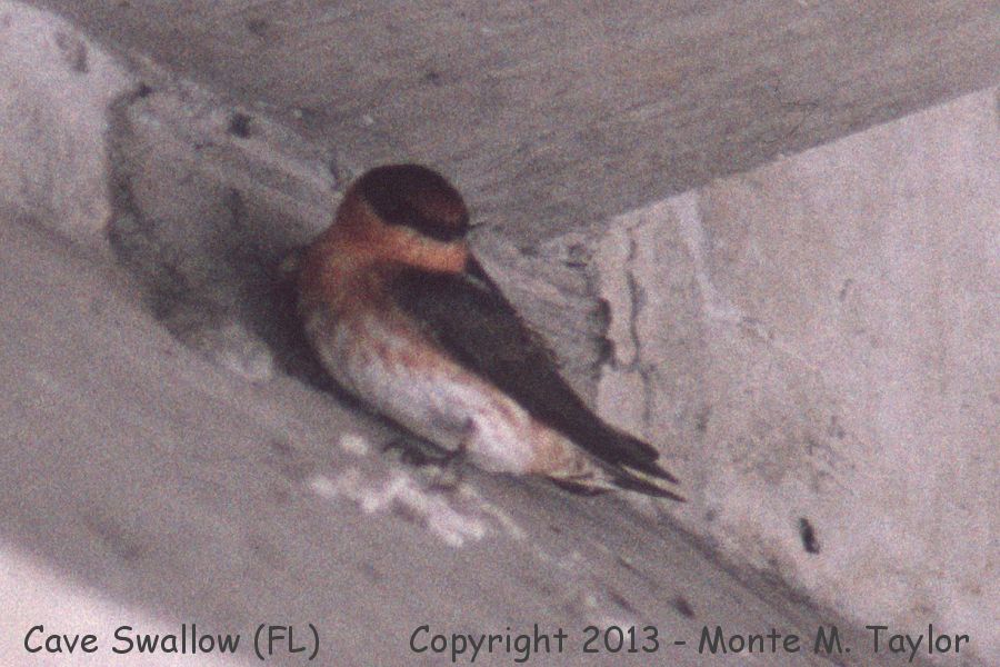 Cave Swallow -spring West Indies race- (Florida)
