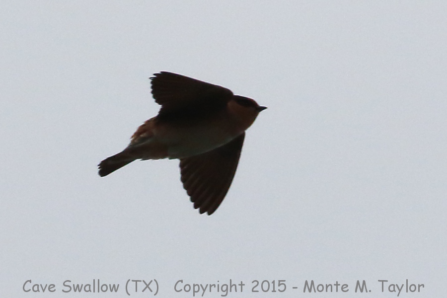 Cave Swallow -winter- (Texas)