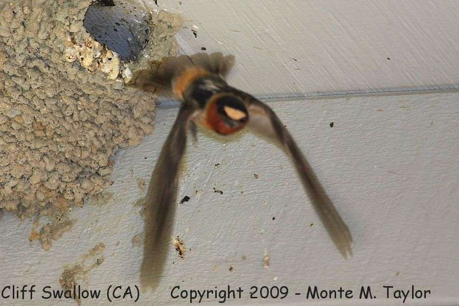 Cliff Swallow -spring- (California) - under roof of our home