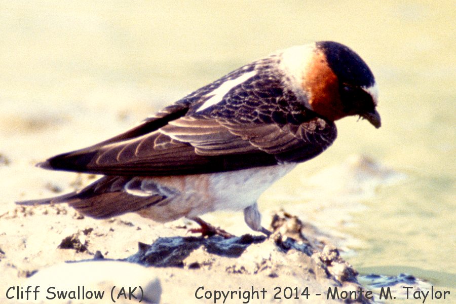 Cliff Swallow -spring- (Alaska)