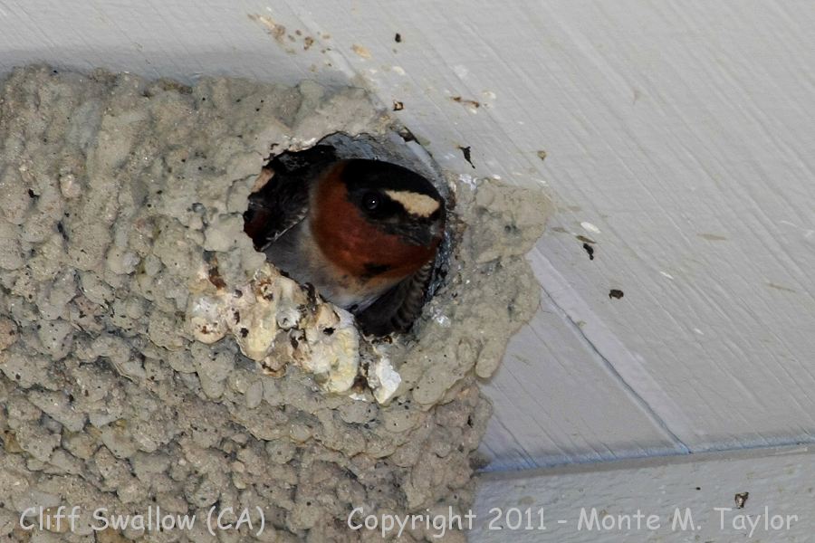 Cliff Swallow -spring- (California) - under roof of our home