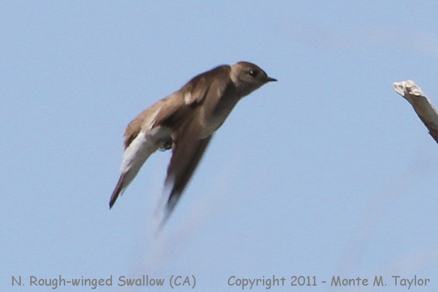 Northern Rough-winged Swallow -spring- (California)